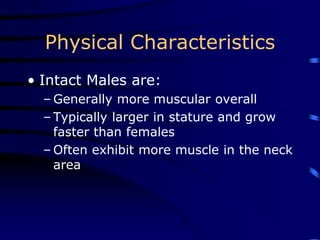 Physical Characteristics
• Intact Males are:
– Generally more muscular overall
– Typically larger in stature and grow
faster than females
– Often exhibit more muscle in the neck
area
 