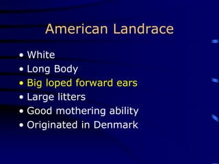 American Landrace
• White
• Long Body
• Big loped forward ears
• Large litters
• Good mothering ability
• Originated in Denmark
 