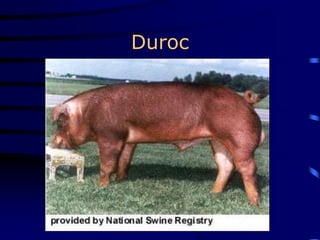 Duroc
 