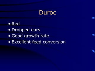 Duroc
• Red
• Drooped ears
• Good growth rate
• Excellent feed conversion
 