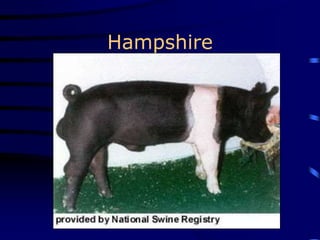 Hampshire
 