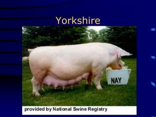 Yorkshire
 