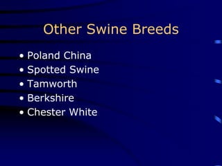 Other Swine Breeds
• Poland China
• Spotted Swine
• Tamworth
• Berkshire
• Chester White
 