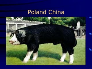 Poland China
 