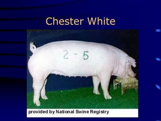 Chester White
 