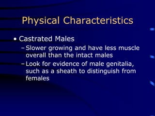 Physical Characteristics
• Castrated Males
– Slower growing and have less muscle
overall than the intact males
– Look for evidence of male genitalia,
such as a sheath to distinguish from
females
 