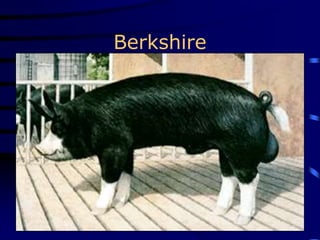 Berkshire
 