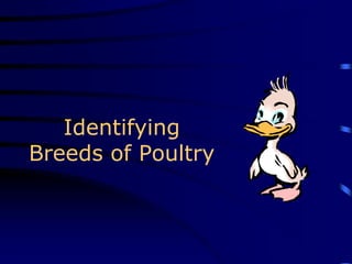 Identifying
Breeds of Poultry
 