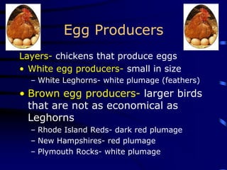 Egg Producers
Layers- chickens that produce eggs
• White egg producers- small in size
– White Leghorns- white plumage (feathers)
• Brown egg producers- larger birds
that are not as economical as
Leghorns
– Rhode Island Reds- dark red plumage
– New Hampshires- red plumage
– Plymouth Rocks- white plumage
 