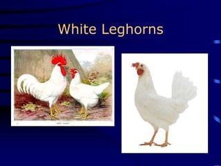 White Leghorns
 