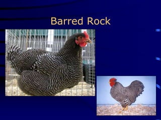 Barred Rock
 