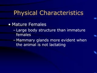 Physical Characteristics
• Mature Females
– Large body structure than immature
females
– Mammary glands more evident when
the animal is not lactating
 