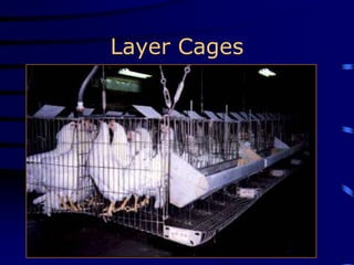 Layer Cages
 