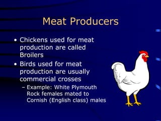 Meat Producers
• Chickens used for meat
production are called
Broilers
• Birds used for meat
production are usually
commercial crosses
– Example: White Plymouth
Rock females mated to
Cornish (English class) males
 