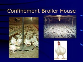 Confinement Broiler House
 