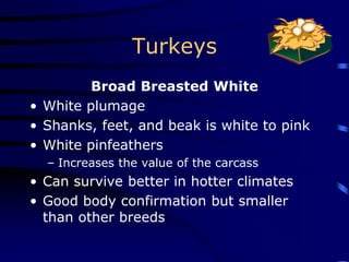 Turkeys
Broad Breasted White
• White plumage
• Shanks, feet, and beak is white to pink
• White pinfeathers
– Increases the value of the carcass
• Can survive better in hotter climates
• Good body confirmation but smaller
than other breeds
 
