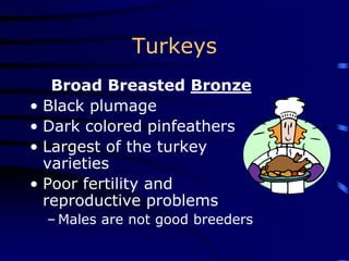 Turkeys
Broad Breasted Bronze
• Black plumage
• Dark colored pinfeathers
• Largest of the turkey
varieties
• Poor fertility and
reproductive problems
– Males are not good breeders
 