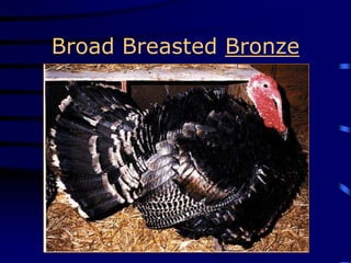 Broad Breasted Bronze
 