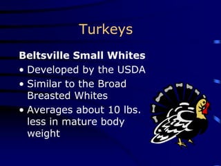 Turkeys
Beltsville Small Whites
• Developed by the USDA
• Similar to the Broad
Breasted Whites
• Averages about 10 lbs.
less in mature body
weight
 