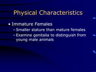 Physical Characteristics
• Immature Females
– Smaller stature than mature females
– Examine genitalia to distinguish from
young male animals
 