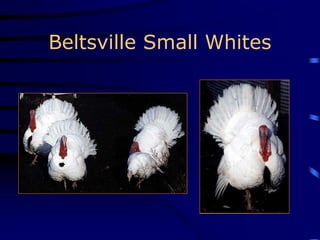 Beltsville Small Whites
 