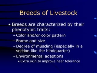 Breeds of Livestock
• Breeds are characterized by their
phenotypic traits:
– Color and/or color pattern
– Frame and size
– Degree of muscling (especially in a
section like the hindquarter)
– Environmental adaptions
• Extra skin to improve hear tolerance
 