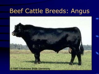 Beef Cattle Breeds: Angus
 