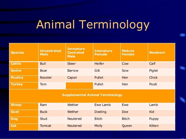 Animal Terminology Chart