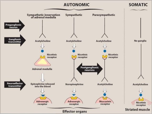 Autonomic Nervous System