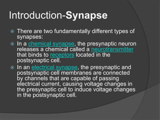 Introduction-Synapse
 There are two fundamentally different types of
synapses:
 In a chemical synapse, the presynaptic neuron
releases a chemical called a neurotransmitter
that binds to receptors located in the
postsynaptic cell.
 In an electrical synapse, the presynaptic and
postsynaptic cell membranes are connected
by channels that are capable of passing
electrical current, causing voltage changes in
the presynaptic cell to induce voltage changes
in the postsynaptic cell.
 