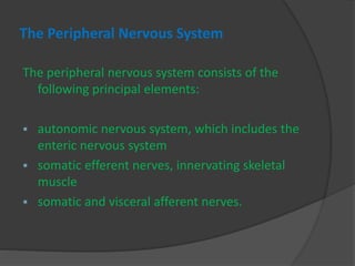 The Peripheral Nervous System
The peripheral nervous system consists of the
following principal elements:
 autonomic nervous system, which includes the
enteric nervous system
 somatic efferent nerves, innervating skeletal
muscle
 somatic and visceral afferent nerves.
 