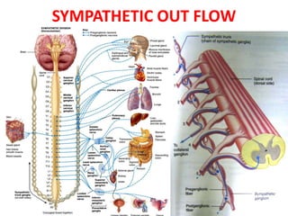 SYMPATHETIC OUT FLOW
 