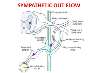 SYMPATHETIC OUT FLOW
 