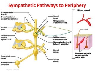 Copyright © 2005 Pearson
Education, Inc., publishing as
Benjamin Cummings
Sympathetic Pathways to Periphery
Figure 15.9
 
