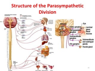 Structure of the Parasympathetic
Division
15
 