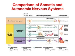Comparison of Somatic and
Autonomic Nervous Systems
 