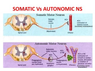 SOMATIC Vs AUTONOMIC NS
 
