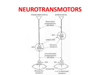 NEUROTRANSMOTORS
 