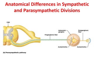 Anatomical Differences in Sympathetic
and Parasympathetic Divisions
 