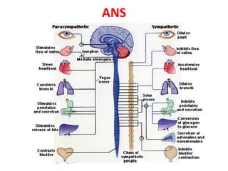 ANS
 