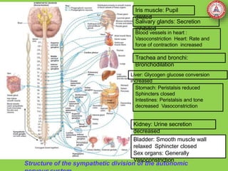 Structure of the sympathetic division of the autonomic
Trachea and bronchi:
Bronchodilation
Liver: Glycogen glucose conversion
increased
Iris muscle: Pupil
dilated
Blood vessels in heart :
Vasoconstriction Heart: Rate and
force of contraction increased
Salivary glands: Secretion
inhibited
Stomach: Peristalsis reduced
Sphincters closed
Intestines: Peristalsis and tone
decreased Vasoconstriction
Kidney: Urine secretion
decreased
Bladder: Smooth muscle wall
relaxed Sphincter closed
Sex organs: Generally
Vasoconstriction
 