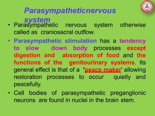 Parasympatheticnervous
system
• Parasympathetic nervous system otherwise
called as craniosacral outflow.
• Parasympathetic stimulation has a tendency
to slow down body processes except
digestion and absorption of food and the
functions of the genitourinary systems. Its
general effect is that of a 'peace maker' allowing
restoration processes to occur quietly and
peacefully.
• Cell bodies of parasympathetic preganglionic
neurons are found in nuclei in the brain stem.
 