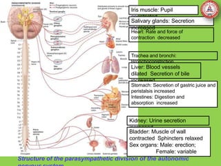 Structure of the parasympathetic division of the autonomic
Trachea and bronchi:
Bronchoconstriction
Liver: Blood vessels
dilated Secretion of bile
increased
Iris muscle: Pupil
constricted
Heart: Rate and force of
contraction decreased
Salivary glands: Secretion
increased
Stomach: Secretion of gastric juice and
peristalsis increased
Intestines: Digestion and
absorption increased
Kidney: Urine secretion
increased
Bladder: Muscle of wall
contracted Sphincters relaxed
Sex organs: Male: erection;
Female: variable
 