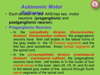 Autonomic Motor
Pathways
• Each division of the ANS has two motor
neurons (preganglionic and
postganglionic neuron).
• Preganglionic Neurons
– In the sympathetic division (thoracolumbar
division/ thoracolumbar outflow), the preganglionic
neurons have their cell bodies in the lateral horns of
the gray matter in the 12 thoracic segments and the
first two (and sometimes three) lumbar segments of
the spinal cord.
– In the parasympathetic division (craniosacral
division/ craniosacral outflow), the preganglionic
neurons have their cell bodies in in the nuclei of four
cranial nerves in the brain stem (III, VII, IX, and X) and
in the lateral gray matter of the second through fourth
sacral segments of the spinal cord.
 
