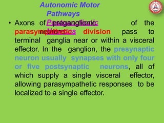 Autonomic Motor
Pathways
Postganglionic
Neurons
• Axons of preganglionic
neurons
of the
parasympathetic division pass to
terminal ganglia near or within a visceral
effector. In the ganglion, the presynaptic
neuron usually synapses with only four
or five postsynaptic neurons, all of
which supply a single visceral effector,
allowing parasympathetic responses to be
localized to a single effector.
 