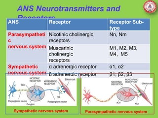 ANS Neurotransmitters and
Receptors
ANS Receptor Receptor Sub-
type
Parasympatheti
c
nervous system
Nicotinic cholinergic
receptors
Nn, Nm
Muscarinic
cholinergic
receptors
M1, M2, M3,
M4, M5
Sympathetic
nervous system
α adrenergic receptor α1, α2
β adrenergic receptor β1, β2, β3
Sympathetic nervous system Parasympathetic nervous system
 