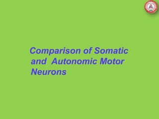 Comparison of Somatic
and Autonomic Motor
Neurons
 