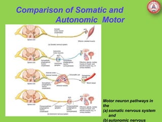 Comparison of Somatic and
Autonomic Motor
Neurons
Motor neuron pathways in
the
(a) somatic nervous system
and
(b)autonomic nervous
 