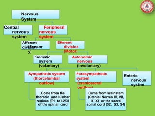 Nervous
System
Central
nervous
system
Peripheral
nervous
system
Afferent
division
(Sensor
y)
Efferent
division
(Motor)
Somatic
system
(voluntary)
Autonomic
nervous
(involuntary)
Sympathetic system
(thorcolumbar
outflow)
Come from the
thoracic and lumbar
regions (T1 to L2/3)
of the spinal cord
Parasympathetic
system
(craniosacral
outflow)
Come from brainstem
(Cranial Nerves III, VII,
IX, X) or the sacral
spinal cord (S2, S3, S4)
Enteric
nervous
system
 