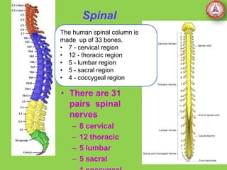 Spinal
nerves
o
f
The human spinal column is
made up of 33 bones.
• 7 - cervical region
• 12 - thoracic region
• 5 - lumbar region
• 5 - sacral region
• 4 - coccygeal region
• There are 31
pairs spinal
nerves
– 8 cervical
– 12 thoracic
– 5 lumbar
– 5 sacral
 